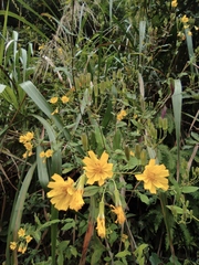 Crepidiastrum denticulatum