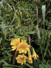 Crepidiastrum denticulatum