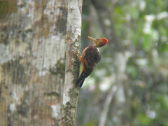 Reinwardtipicus validus