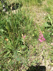 Onobrychis viciifolia