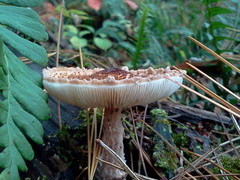Lepiota cortinarius
