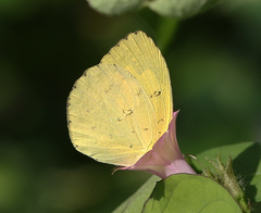 Eurema hecabe hecabe