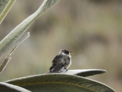 Oxypogon guerinii