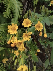 Crepidiastrum denticulatum