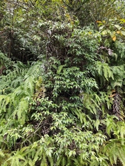 Vaccinium bracteatum