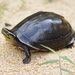 South Asian Box Turtle - Photo (c) venus5026, some rights reserved (CC BY-NC), uploaded by venus5026
