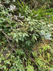 Vaccinium bracteatum