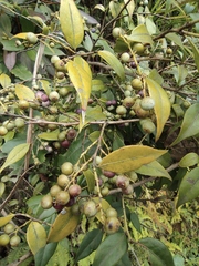 Vaccinium bracteatum