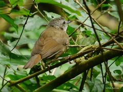 Illadopsis albipectus