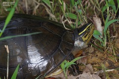 Cuora amboinensis