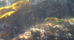 Halichoeres margaritaceus