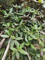 Rhododendron latoucheae