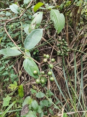 Mussaenda philippica