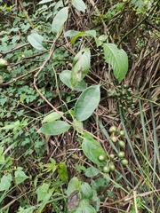 Mussaenda philippica