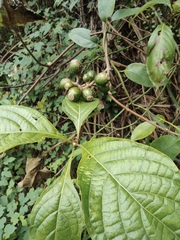 Mussaenda philippica