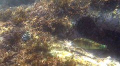 Halichoeres margaritaceus