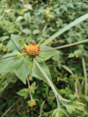 Sigesbeckia pubescens