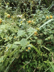 Sigesbeckia pubescens