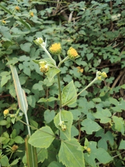 Sigesbeckia pubescens