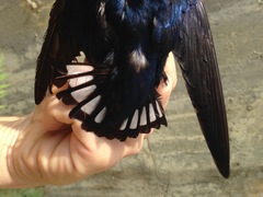 Hirundo nigrita