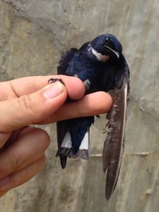 Hirundo nigrita