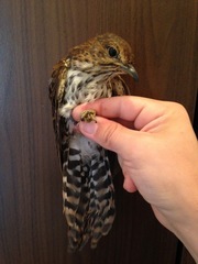 Cercococcyx olivinus