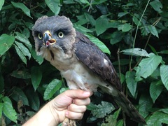 Dryotriorchis spectabilis