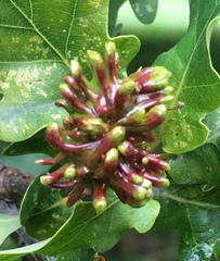 Andricus grossulariae