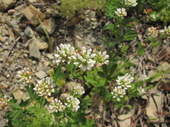 Dorycnium