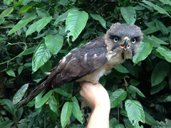 Dryotriorchis spectabilis