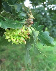 Andricus grossulariae