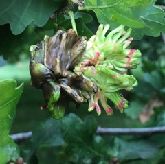 Andricus grossulariae