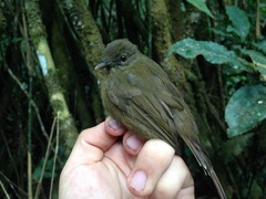 Eurillas curvirostris