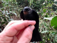 Atronanus fuliginosus