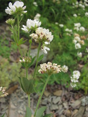 Dorycnium