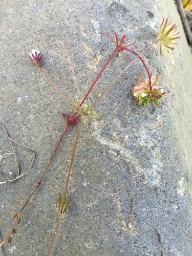 Asperula orientalis, photograph 3