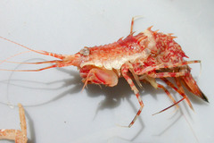 Rhachotropis aculeata