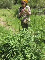 Rhynchocorys orientalis