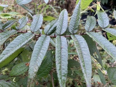 Zanthoxylum ailanthoides ailanthoides
