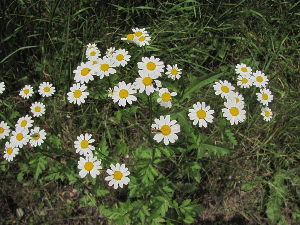 Feverfew