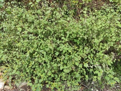 Sigesbeckia pubescens