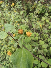 Sigesbeckia pubescens