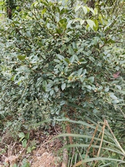 Camellia oleifera