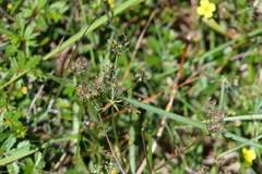 Physospermum cornubiense