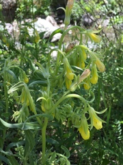 Podonosma orientalis