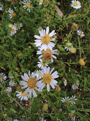Aster indicus