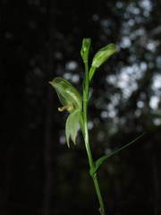 Pterostylis longifolia
