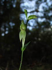 Pterostylis longifolia