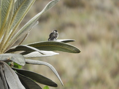 Oxypogon guerinii