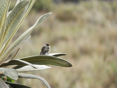 Oxypogon guerinii